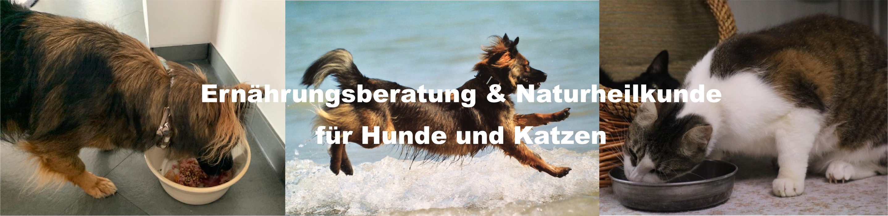 Futterplan für Hunde