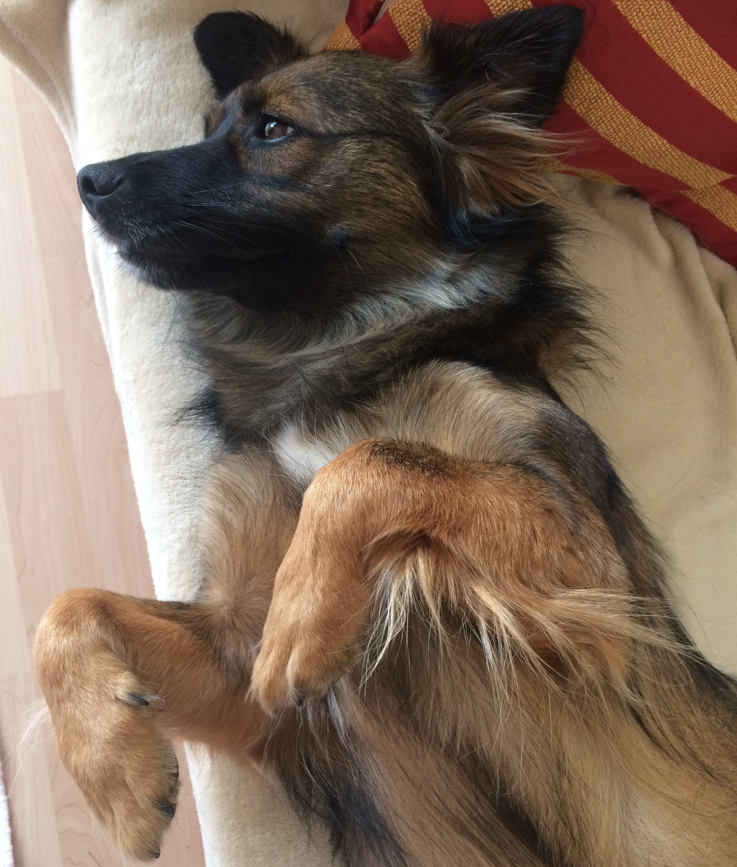 Bruno