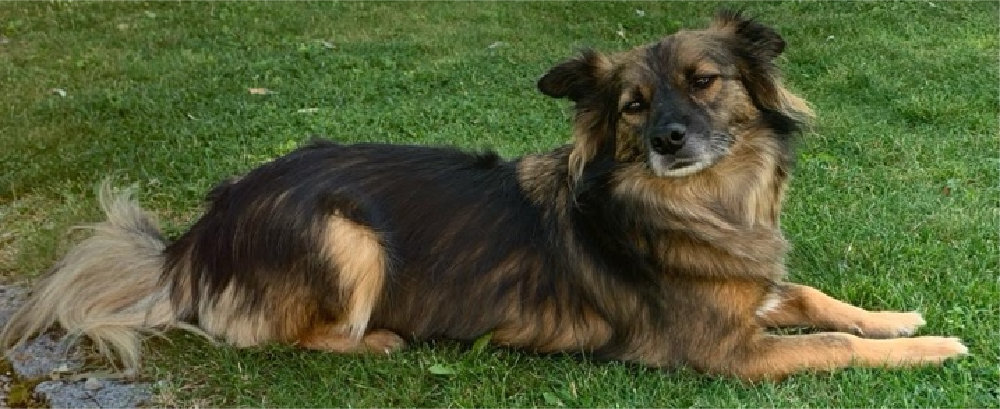 Futterplan für Hunde