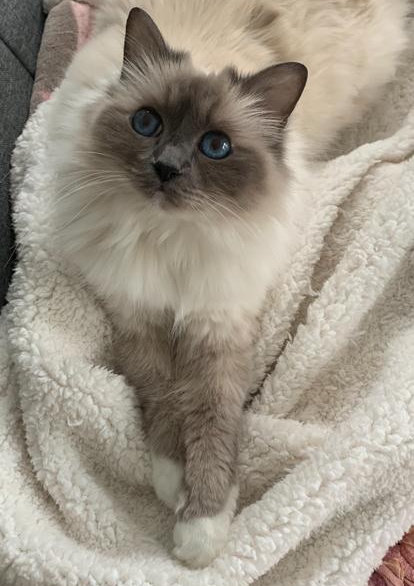 Cara-Mia