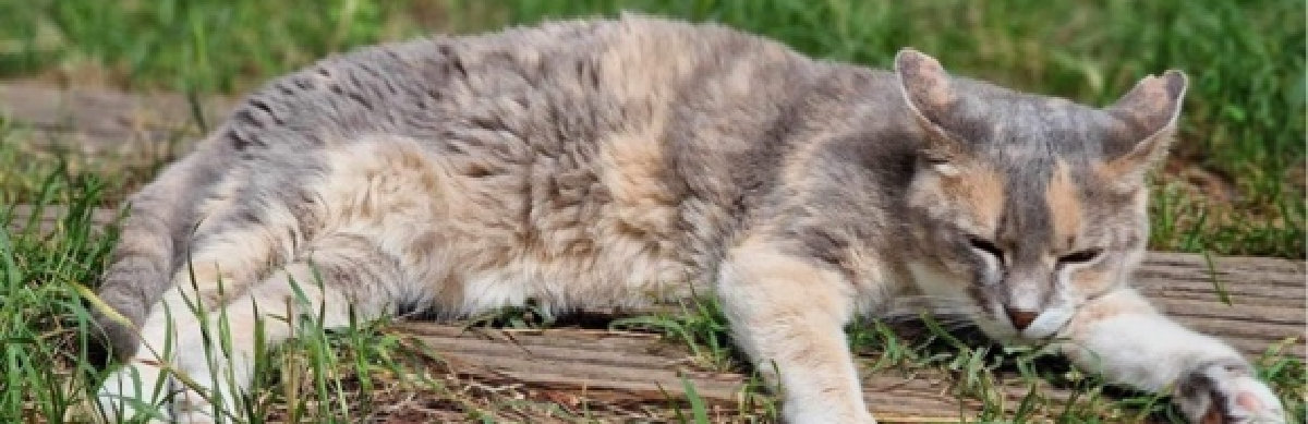 Futterplan für Katzen