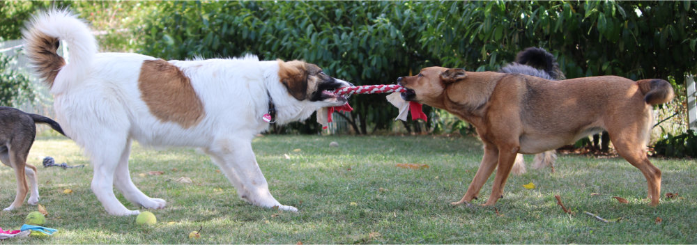 Hunde beim Spielen