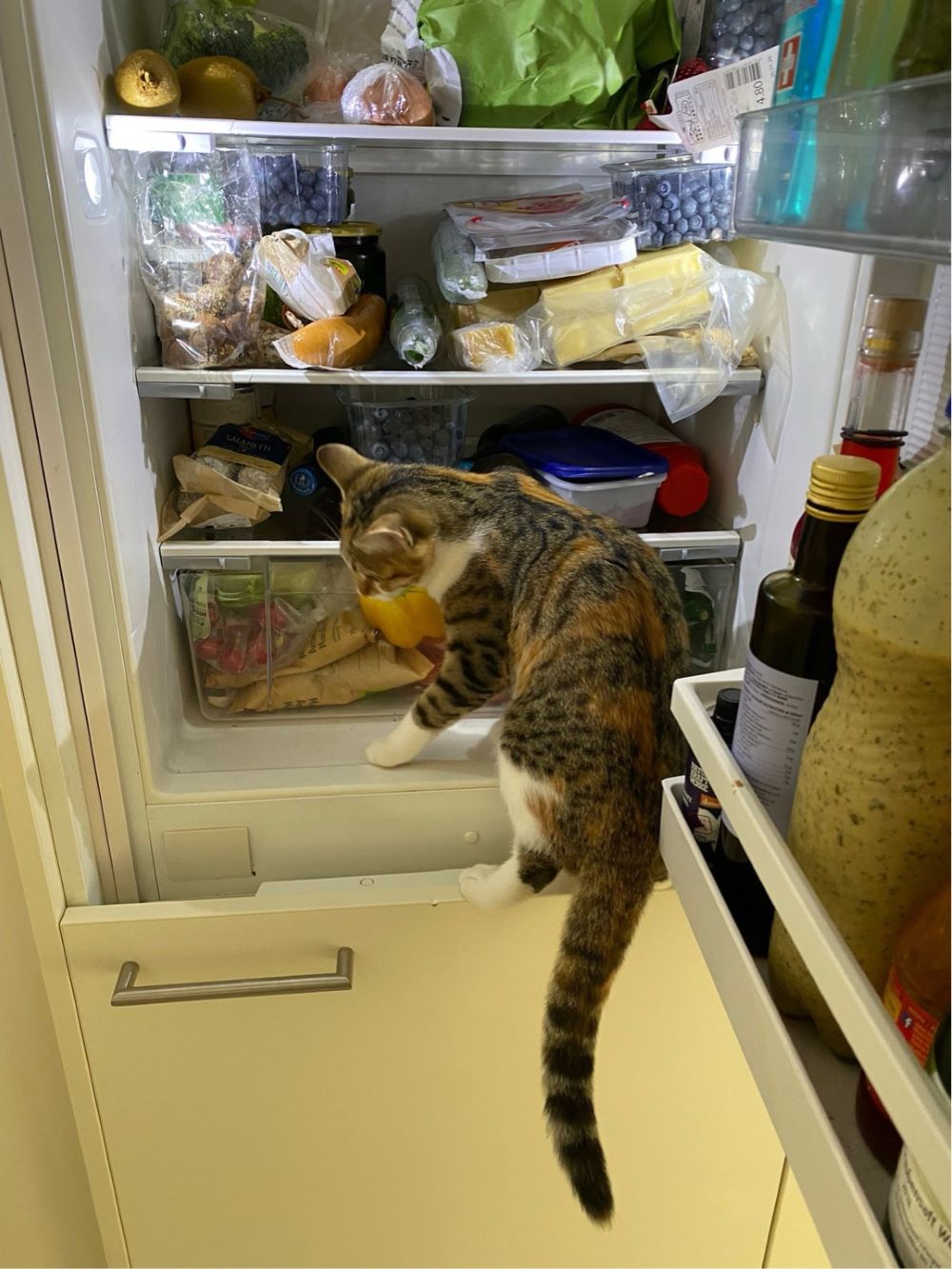 Katze im Kühlschrank